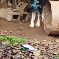 سگ هاسگی ژرمن دورگه نگهبان واقعی گیرنده