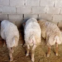 بره نر