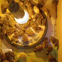 جوجه دوهفته ای وجوجه بلدرچین|حیوانات مزرعه|قم, حاج خلیل|دیوار