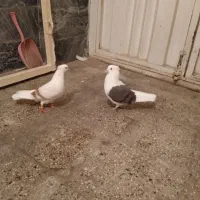 کفتر|پرنده|بروجرد, |دیوار