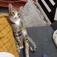 گربه مژدگانی میدم محدوده مهدیس