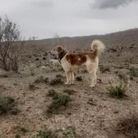 سگ گله همه چی تموم