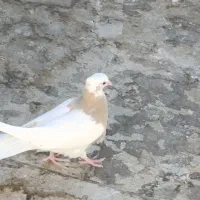 کفتر و قناری|پرنده|جلگه ماژان, |دیوار