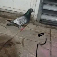 کفتر طاووسی