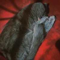 گربه اسکاتیش فولد