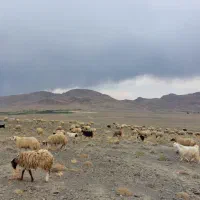 استخدام چوپان با امکانات مجهز