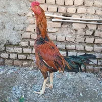 خروس لاری اصیل