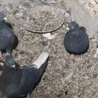 4عدد کبوتر ماده|پرنده|ایلام, |دیوار