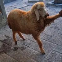 فروش انواع گوسفند زنده و بره نر کیفیت بالا