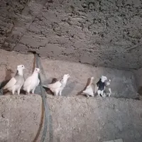 کفتر طوقی و خروس|پرنده|نجف‌آباد, گلدشت|دیوار
