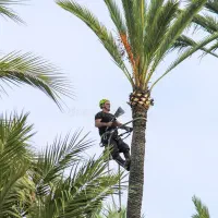 تمیز کاری نخل شهرستان رودان