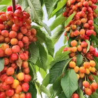 نهالستان اسدلو