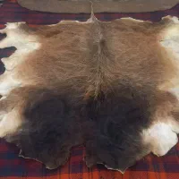 پوست  گوساله نو تزئینی