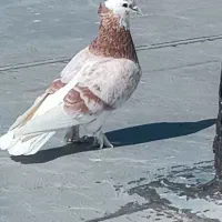 شازده ،هما پاپر کاکلی،سرور ،کله دم سبز ،کله ماستی