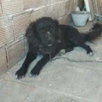 قدر جونی 2 سال نگهبان