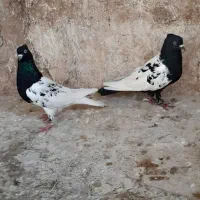 کبوتر کله