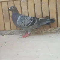 کفتر|پرنده|شیراز, شیشه‌گری|دیوار