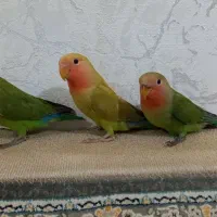 طوطی برزیلی