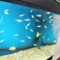 نعون مولد50تومان