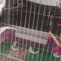 یه جفت عروس هلندی  نر و ماده عدد فنج بنغالی|پرنده|قزوین, |دیوار