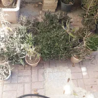 گل اشک تمساح|گل و گیاه طبیعی|تهران, جوادیه تهرانپارس|دیوار