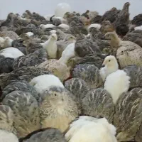 بلدرچین بالغ|حیوانات مزرعه|رشت, لاکان|دیوار