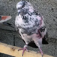 قاره دم سیاه پرشی