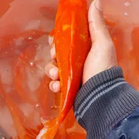 ماهی قرمز مولد آماده تخم ریزی|ماهی|اراک, |دیوار