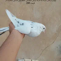 کبوتر عروس هلندی مرغ شاخدار