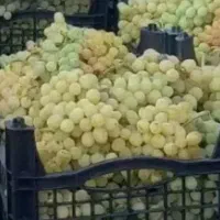 انگور عسگری همدان|خوردنی و آشامیدنی|قم, شهر قائم|دیوار