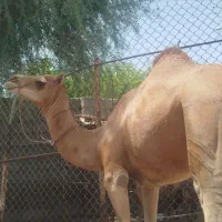شتر سواری 3سال