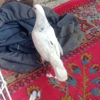 کبوتر|پرنده|دهگلان, |دیوار