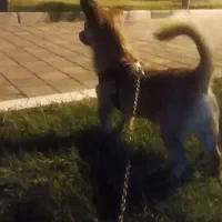 پامرین روباهی.باتربیت فر..