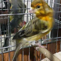 قناری نر رو به مستی