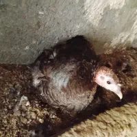 بوقلمون کرچ