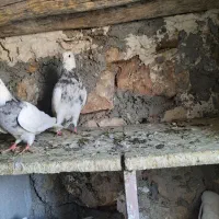 طوقی|پرنده|سرپل ذهاب, |دیوار