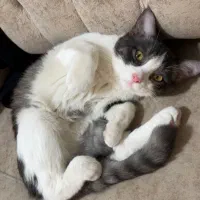 واگذاری گربه