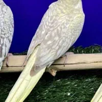 عروس هلندی دستی بیرون ببری از رو دستت تکان نمیخوره|پرنده|علی‌آباد کتول, |دیوار