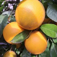 پرتقال شمال