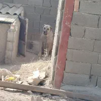 سگ سرابی نر جهت کشش با ماده های اصیل سرابی|سگ|بهارستان, |دیوار