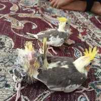 گمشده پرندگان