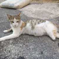 گربه گم شده