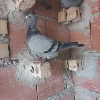 مسافتی مقام دار