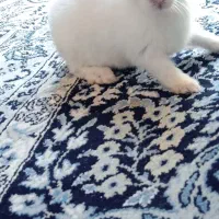 خرگوش زیبا