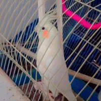 عروس هلندی یکیش سخنگو و دستی هست