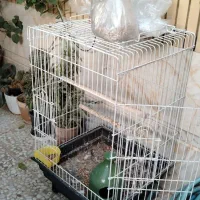 قفس طوطی/عروس هلندی/کبوتر|لوازم جانبی حیوانات|نجف‌آباد, هفده شهریور|دیوار