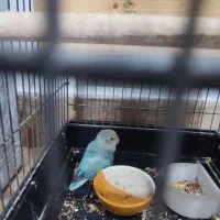 دو تا طوطی برزیلی|پرنده|کهریزک, |دیوار