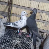 نرو ماده پلاکی