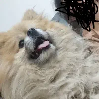 پامر نژاد وارداتی بالغ