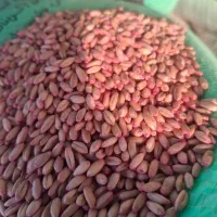 بذر گندم هشترود،باران سرداری و...